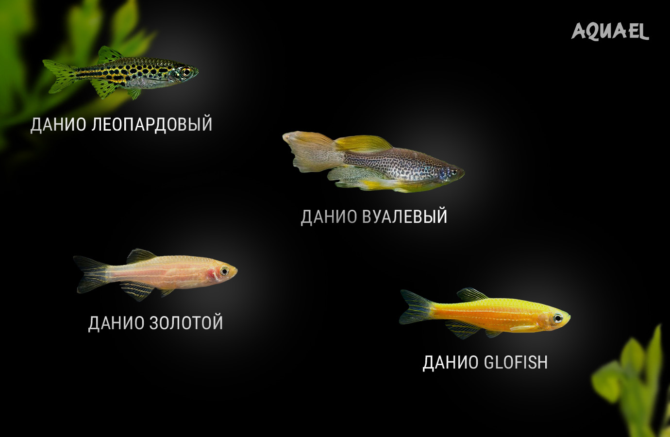 леопардовый
GloFish
 вуалевый
 золотой
