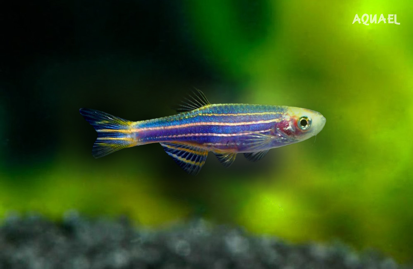 Голубой (Danio kerri)