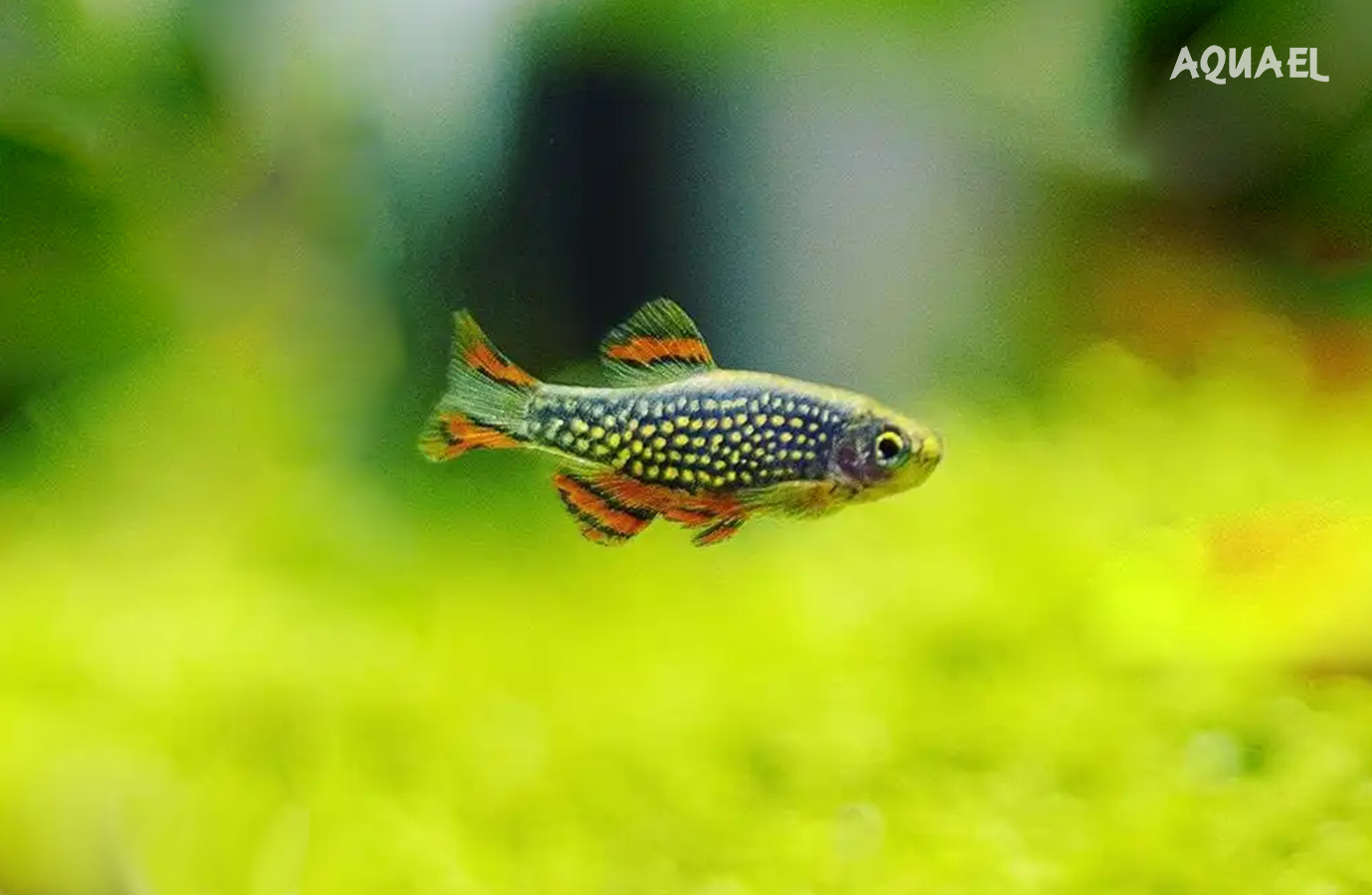 Микрорасбора галактика (Danio margaritatus)