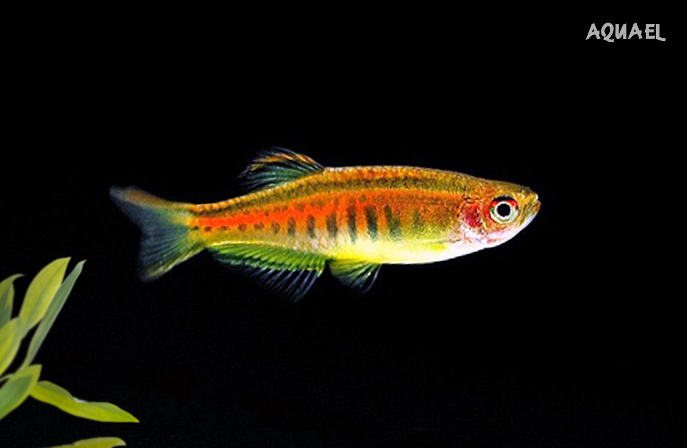  хопра (Danio choprae)