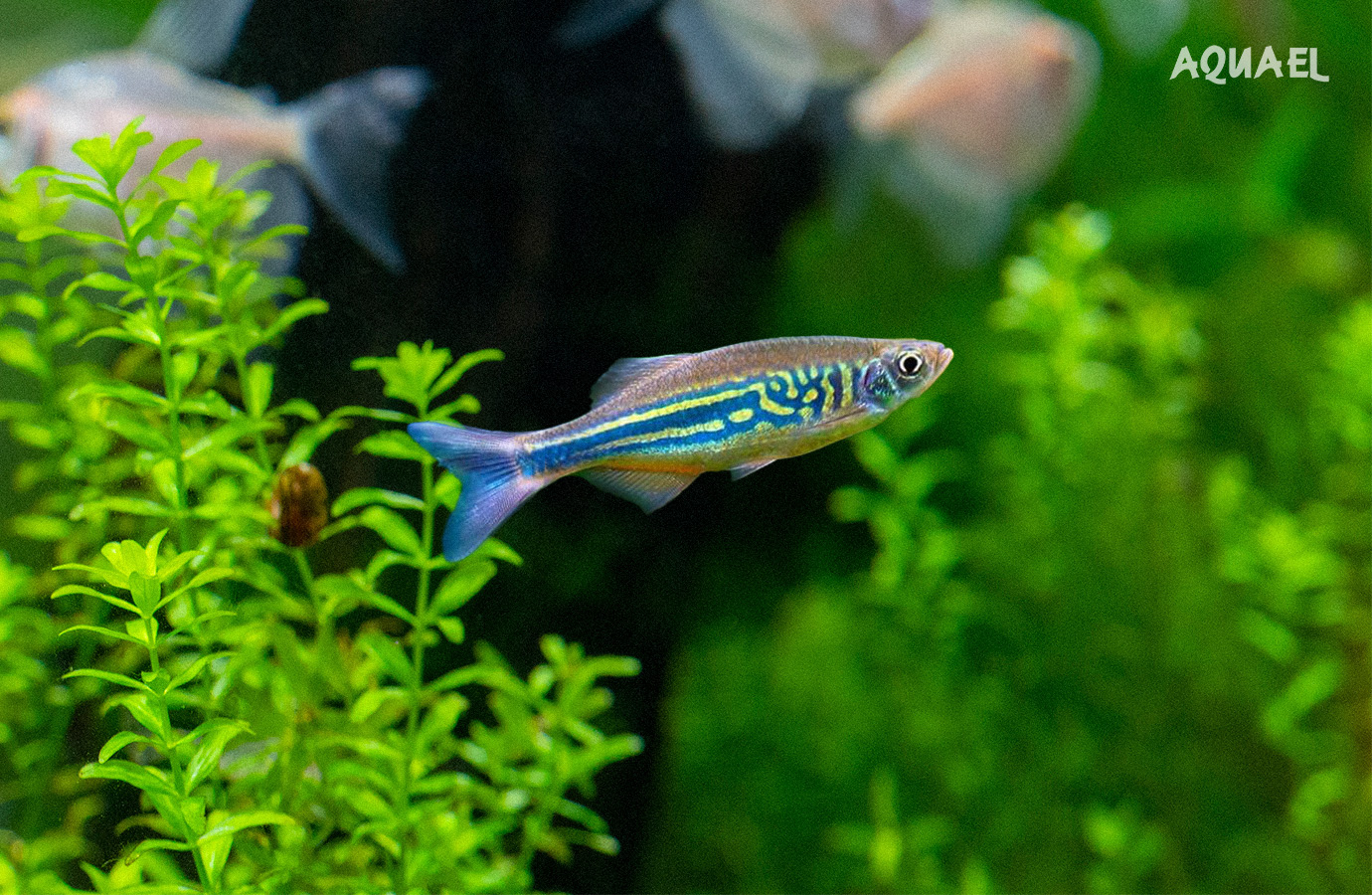 Малабарский  (Devario aequipinnatus)