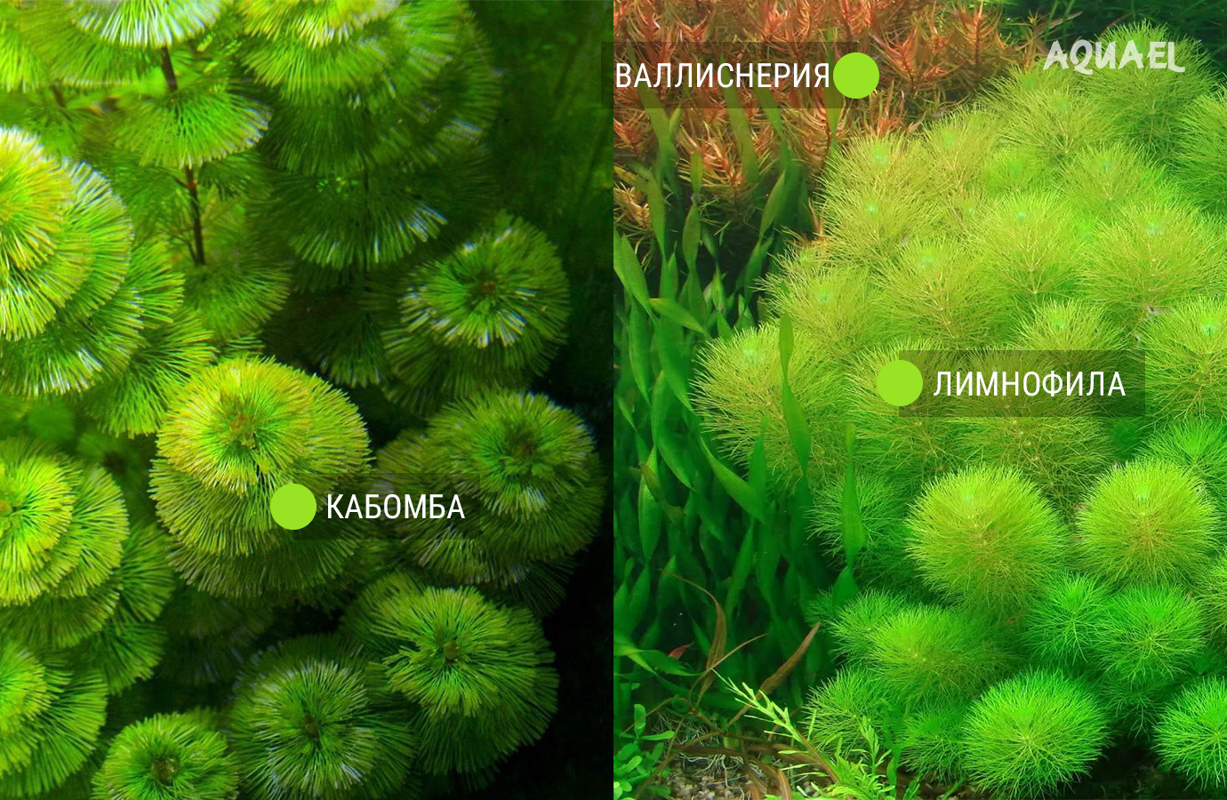 Кабомба, лимнофила