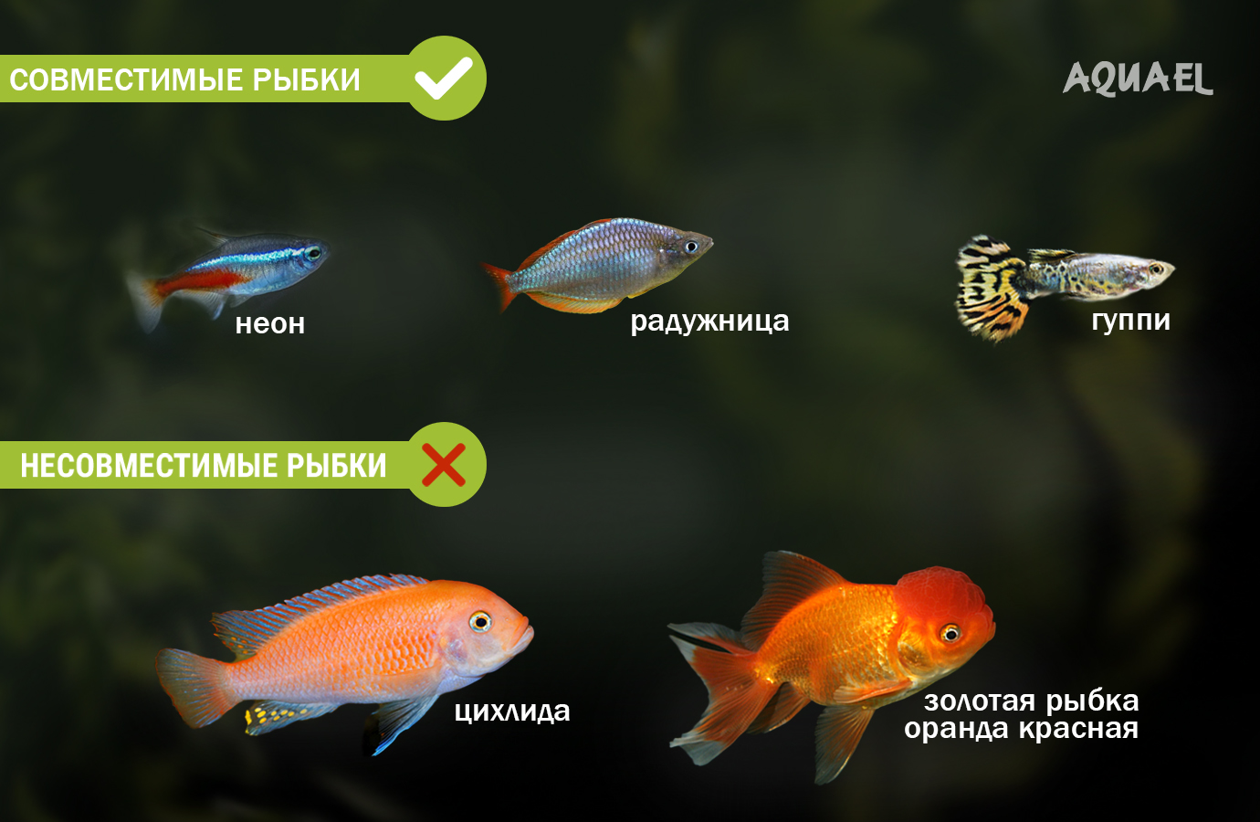 Совместимость меченосца с другими видами рыбок 
