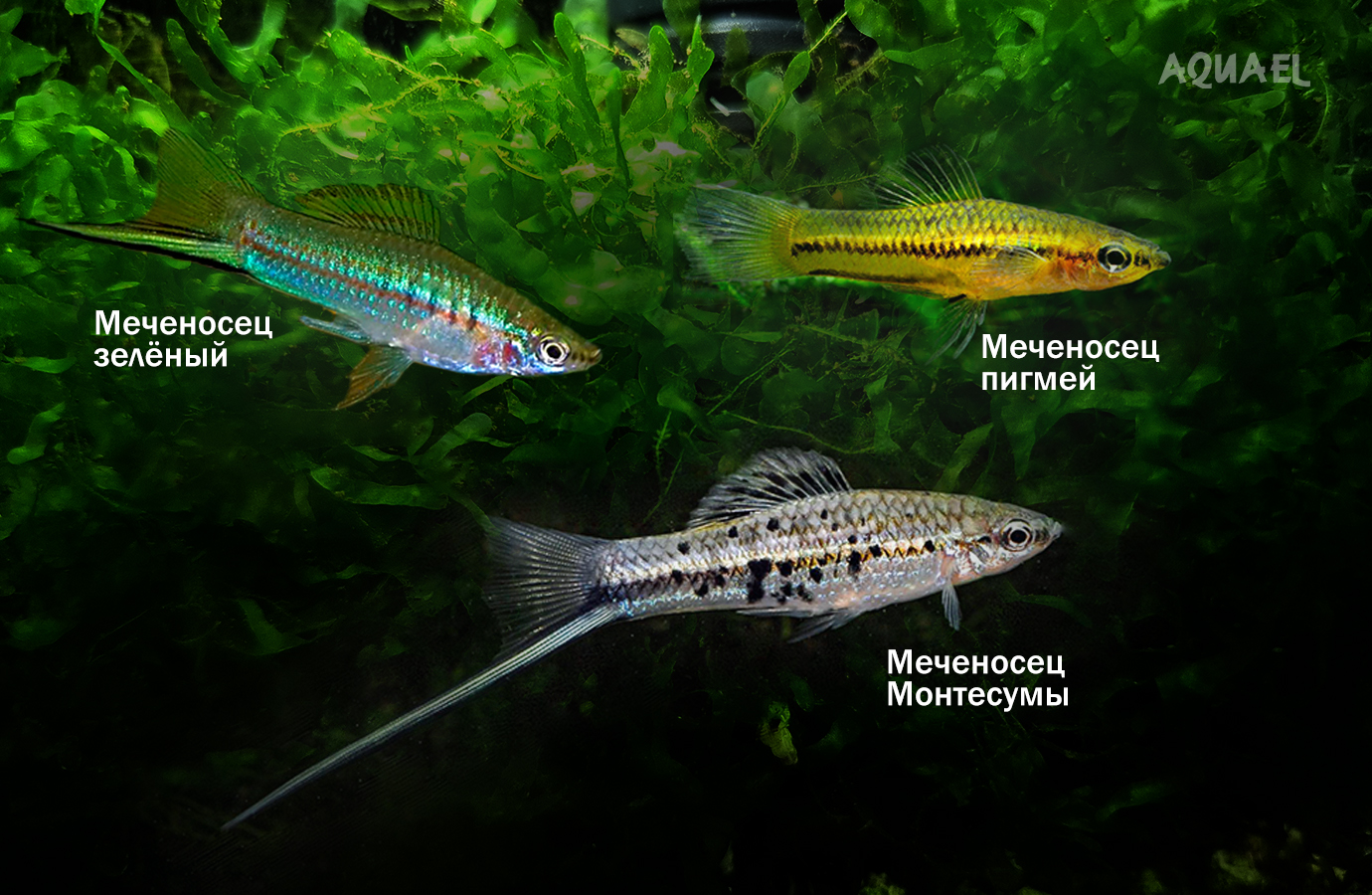 Виды меченосцев рыбок