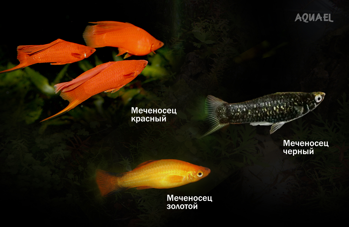  красный,  чёрный,  золотой цвет рыбок