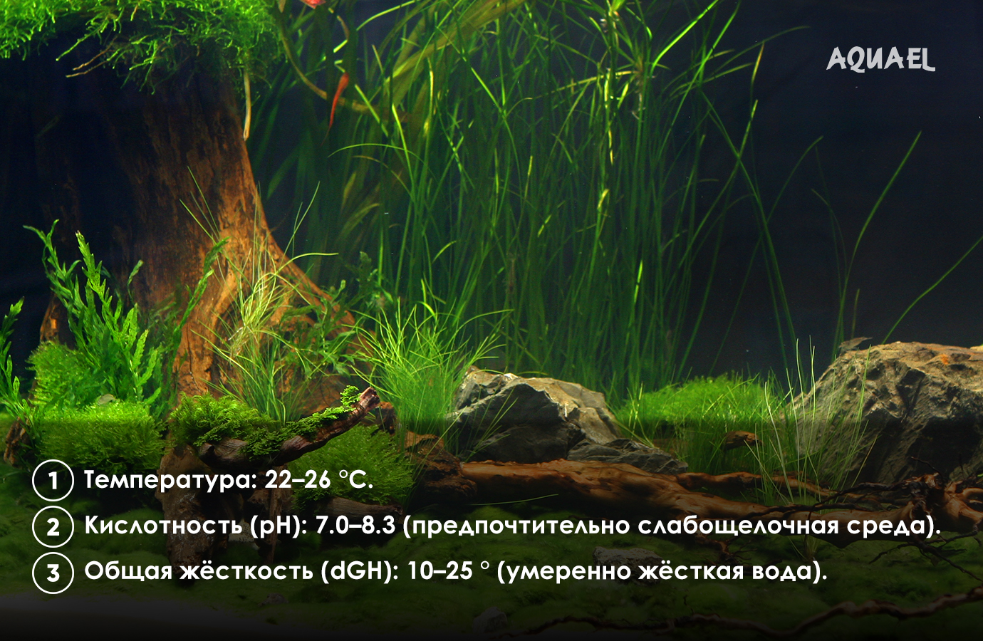 Параметры воды аквариума для меченосца