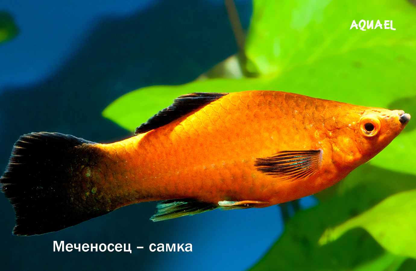 Самка меченосца