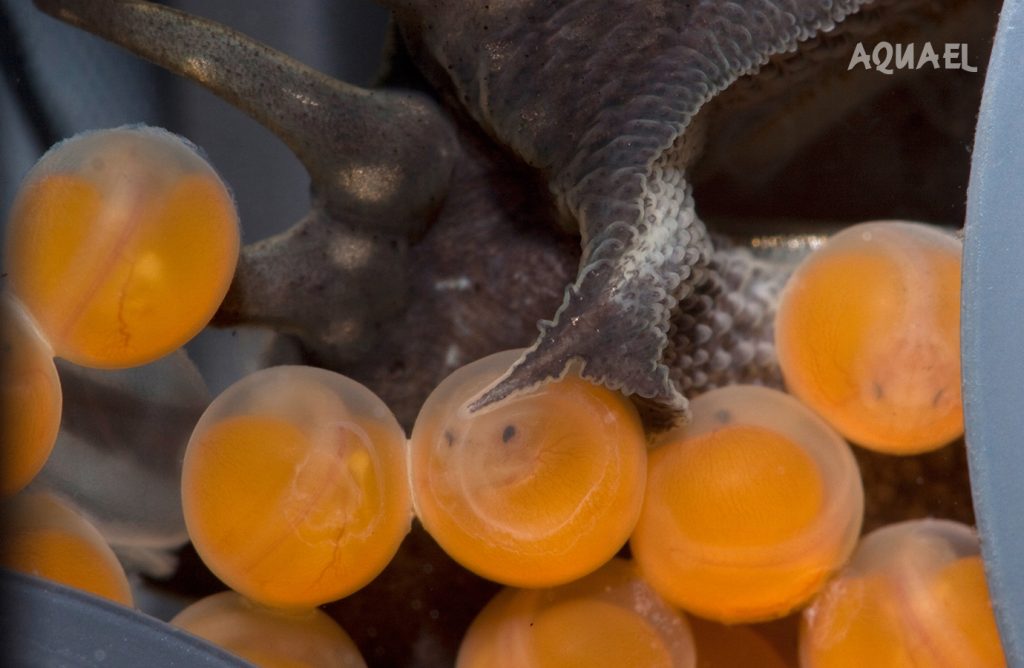 Икринки Анциструс, размножение