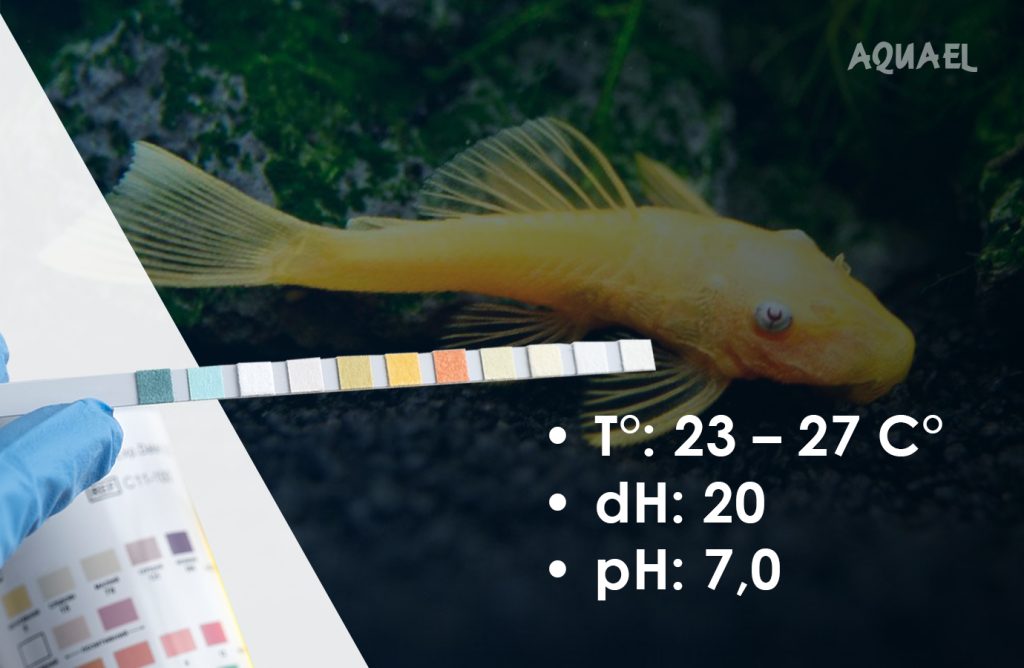 Параметры воды Анциструса - сомика
