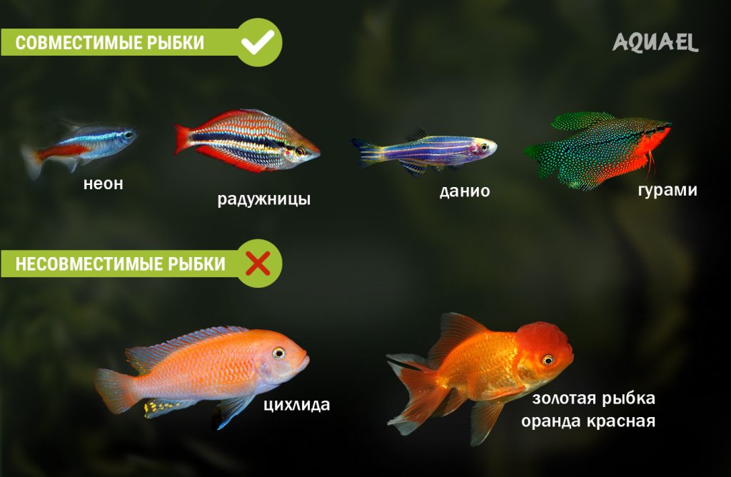 с кем уживается сомик присоска