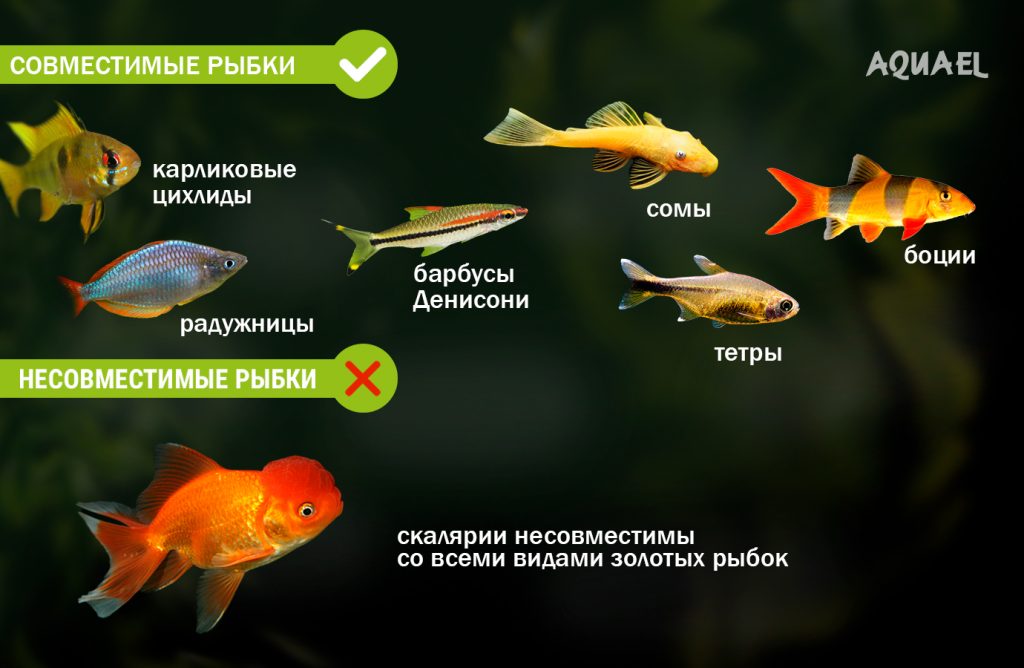 Совместимость рыбок в аквариуме