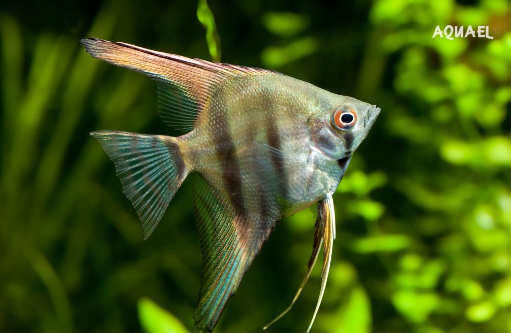 Аквариумная рыбка Скалярия