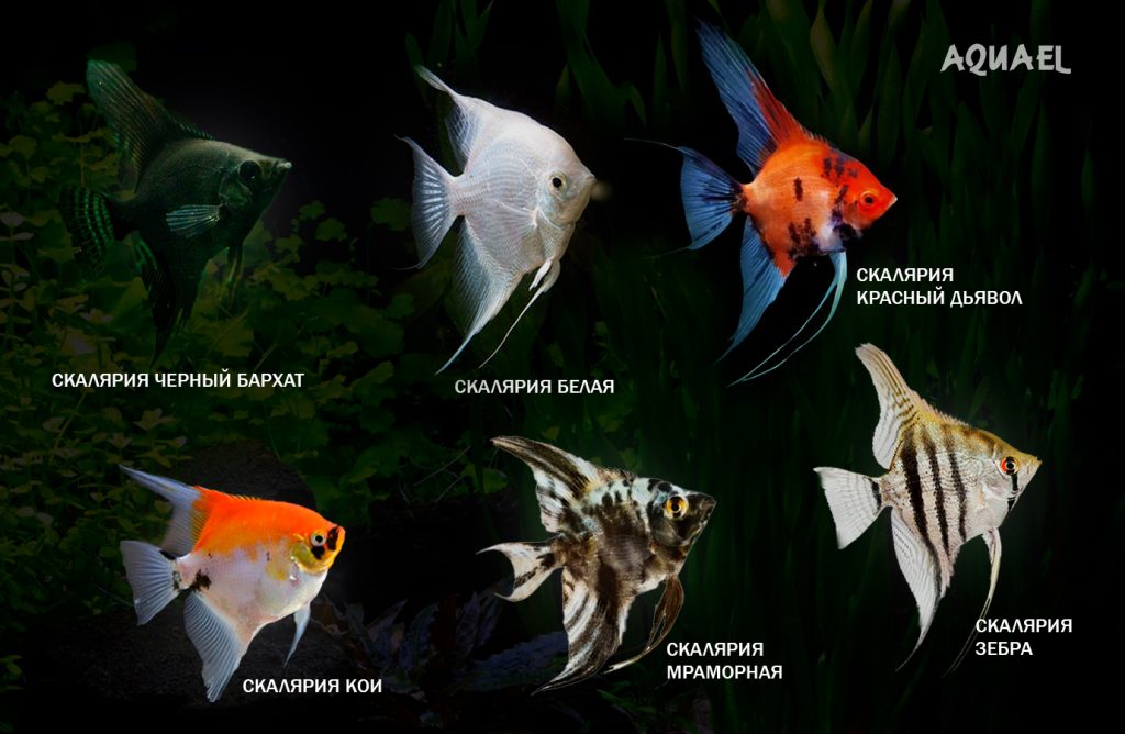 Виды Скалярий