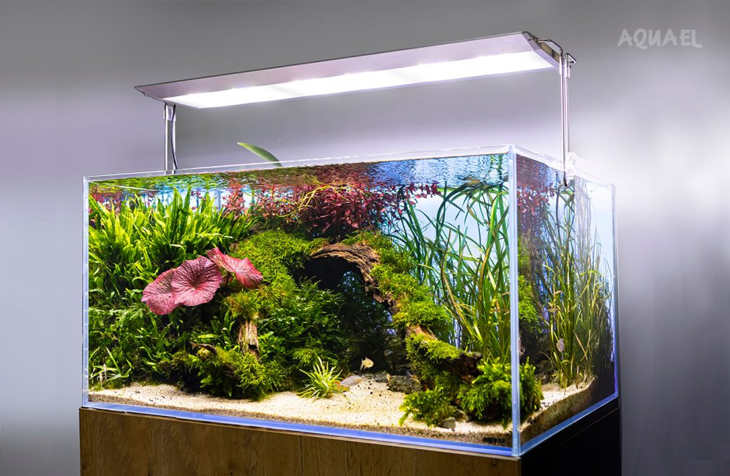 Аквариум для Скалярий с лампой