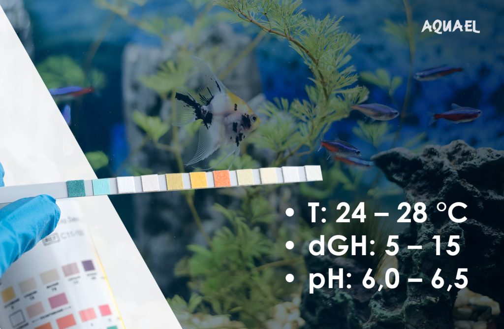 Параметры воды в аквариуме для Скалярий