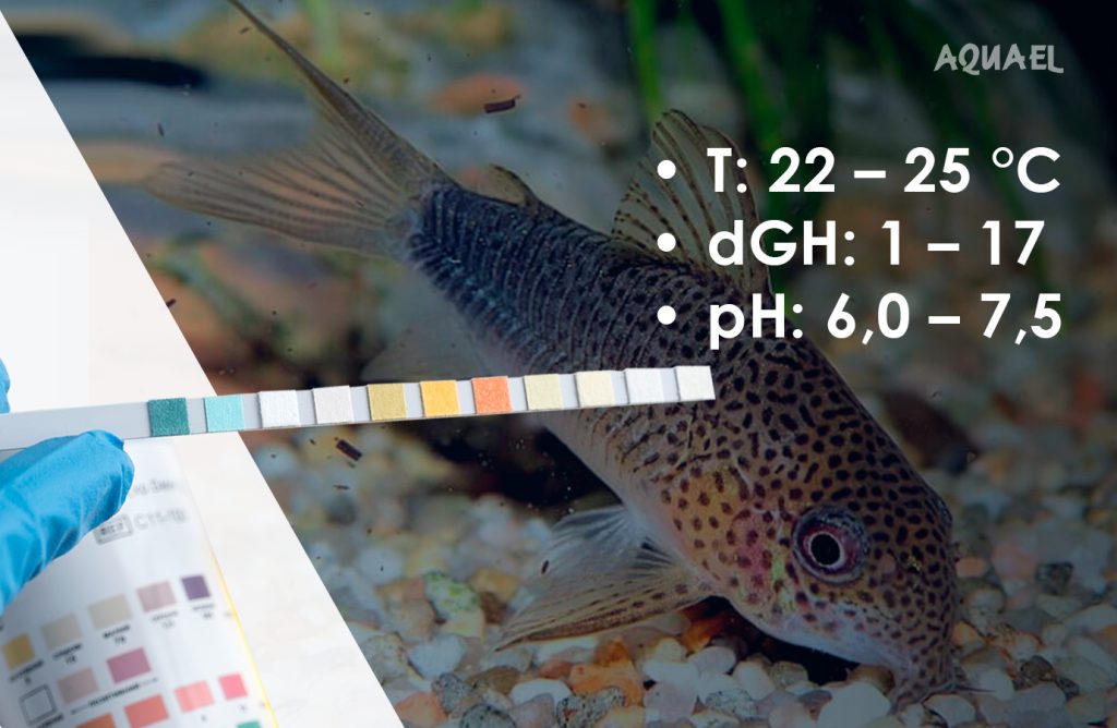 Параметры воды для рыбок Коридорас