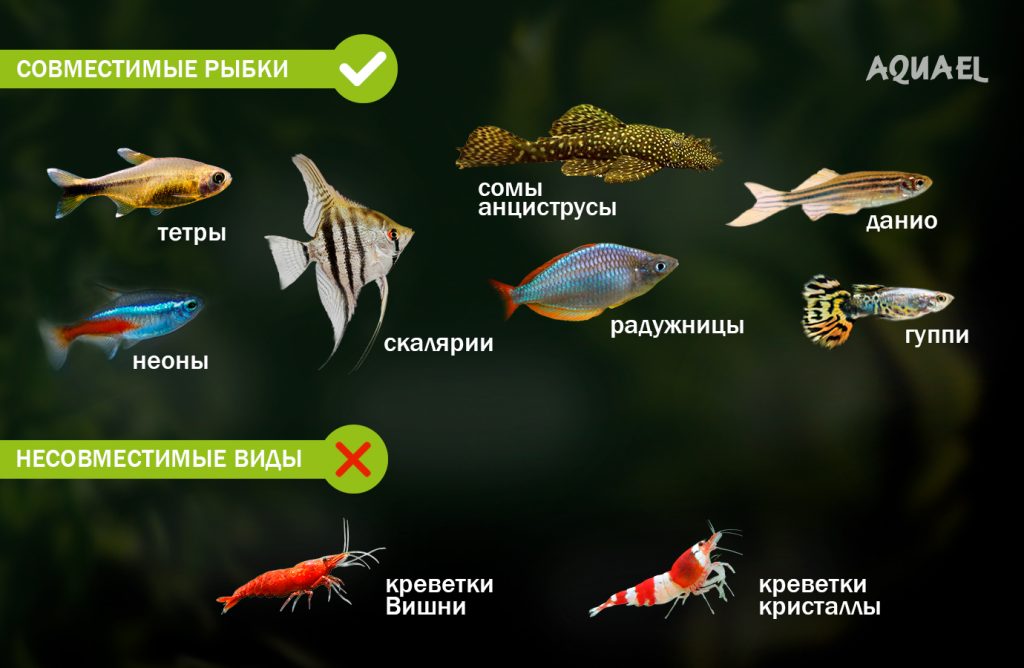 Совместимые и нет виды рыбок с corydoras