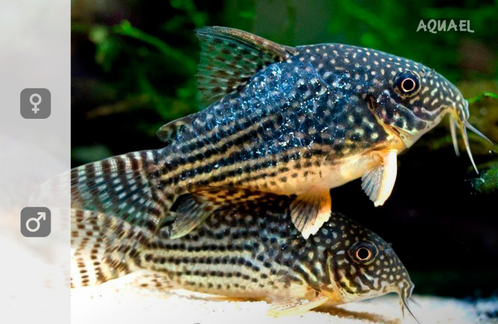 Нерест - самка и самец вида