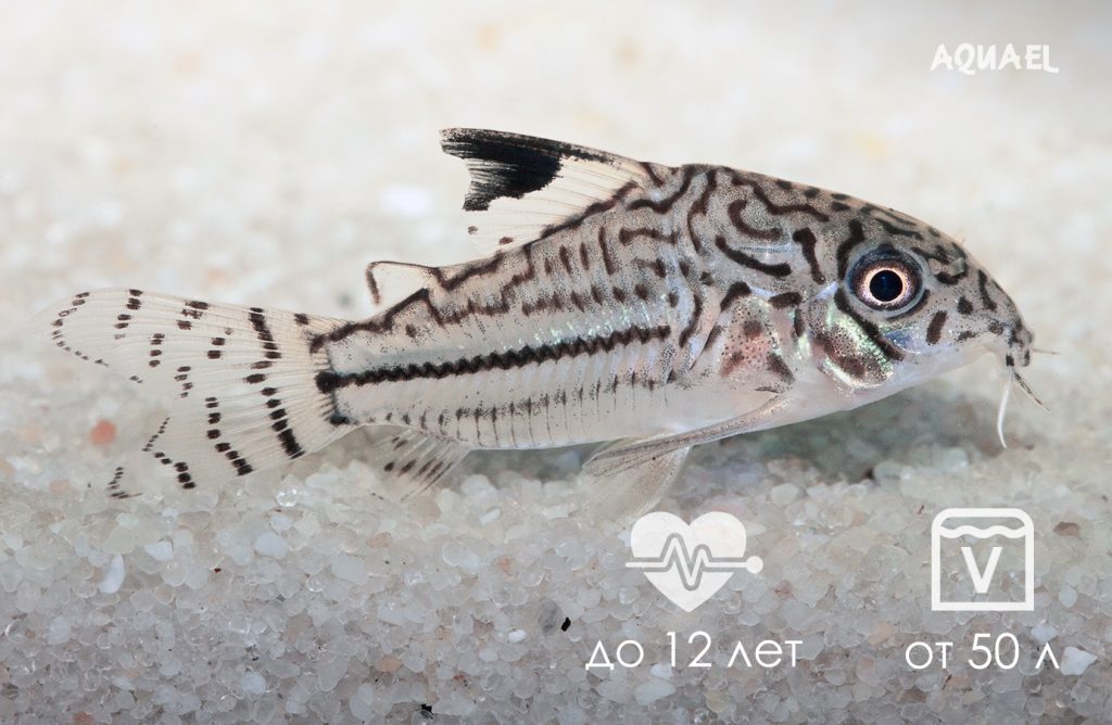 Коридорас живет до 12 лет