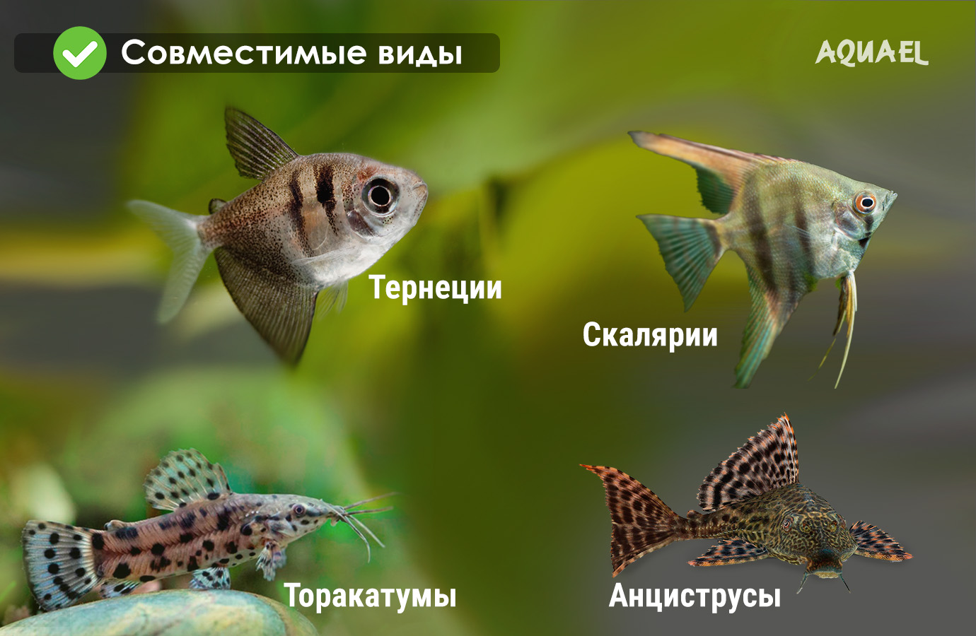 Совместимые виды рыб с Денисони - анцитрусы, скалярии, тернеции