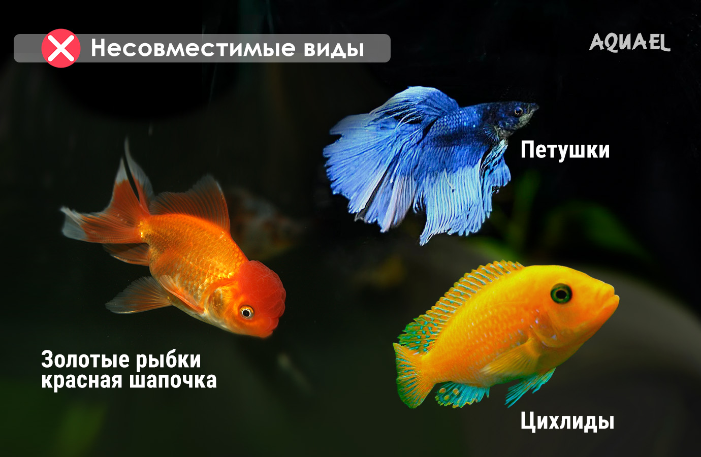 Несовместимые виды рыб - цихлиды, петушки, золотые рыбки красная шапочка