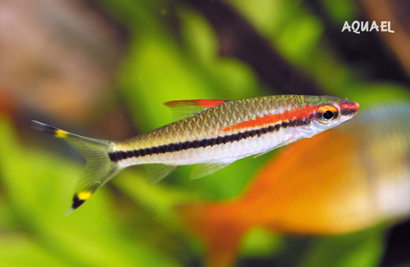 Аквариумная рыбка Барбус Денисони