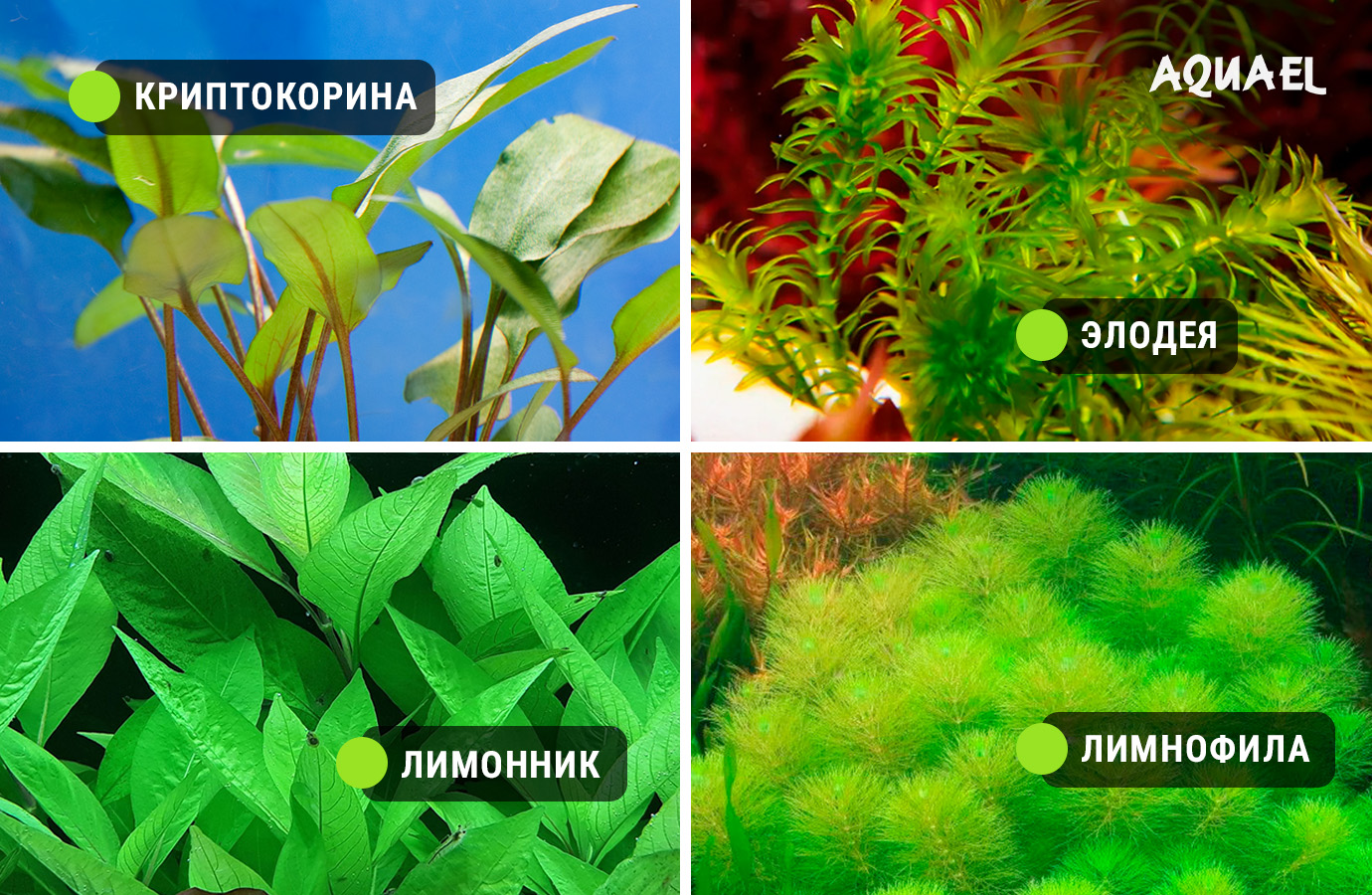 Растения - лимонник, элодея и прочее