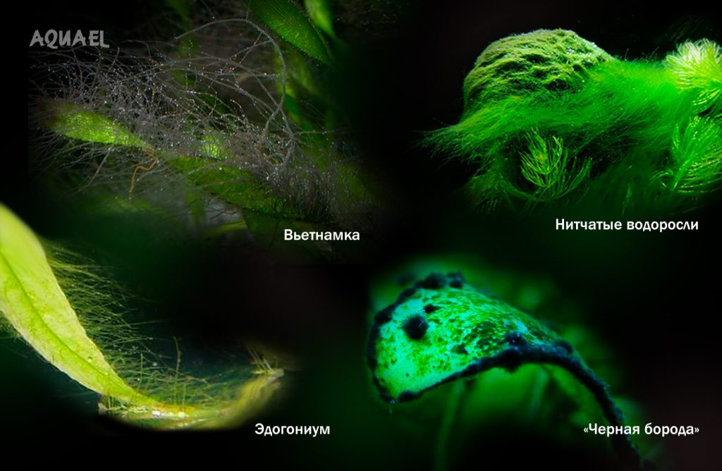 Сиамские водорослееды (SAE)