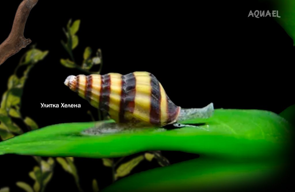 Улитка Хелена