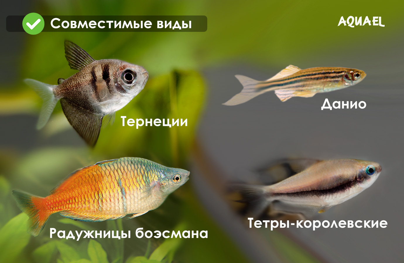 Суматринский барбус совместим с тернецией, данио, тетра-королевская