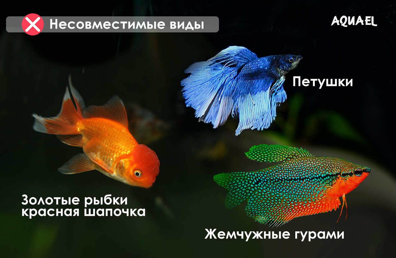 Несовместим с петушками