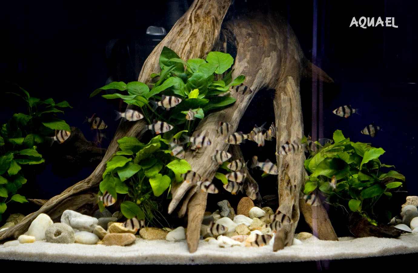 Стайка аквариумных рыбок