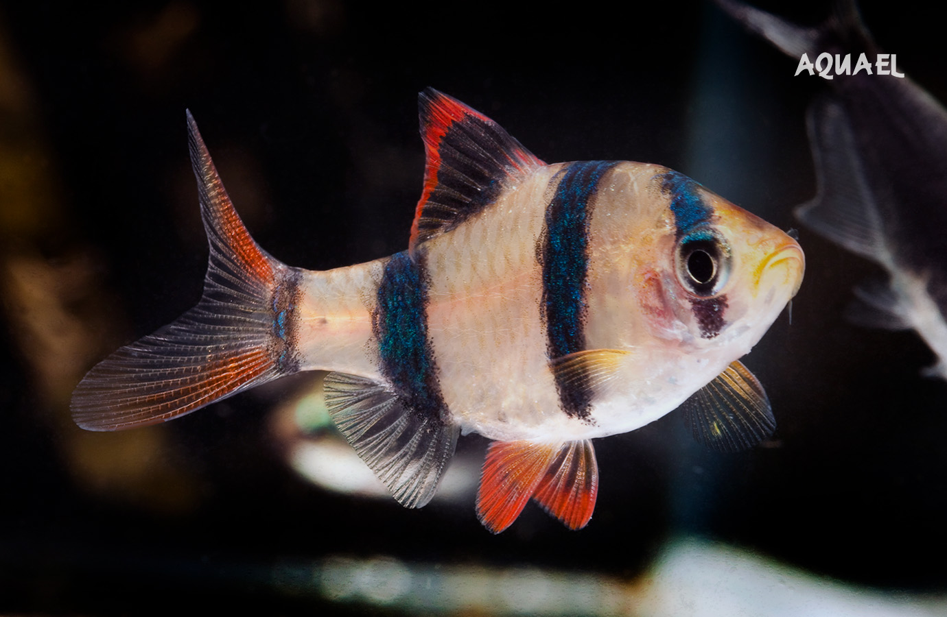 Аквариумная рыбка Барбус Сумартинский