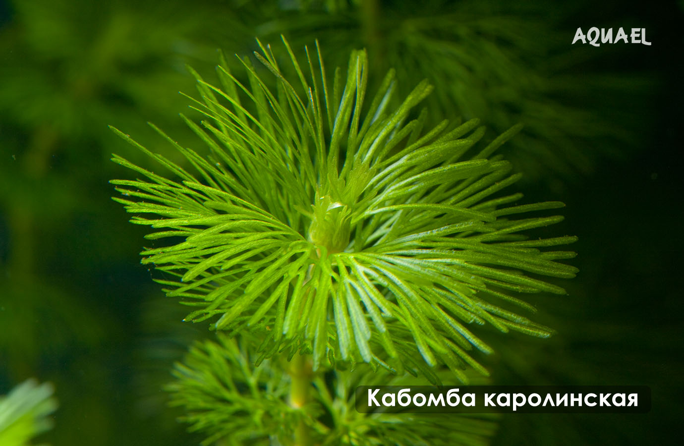 Кабомба каролинская