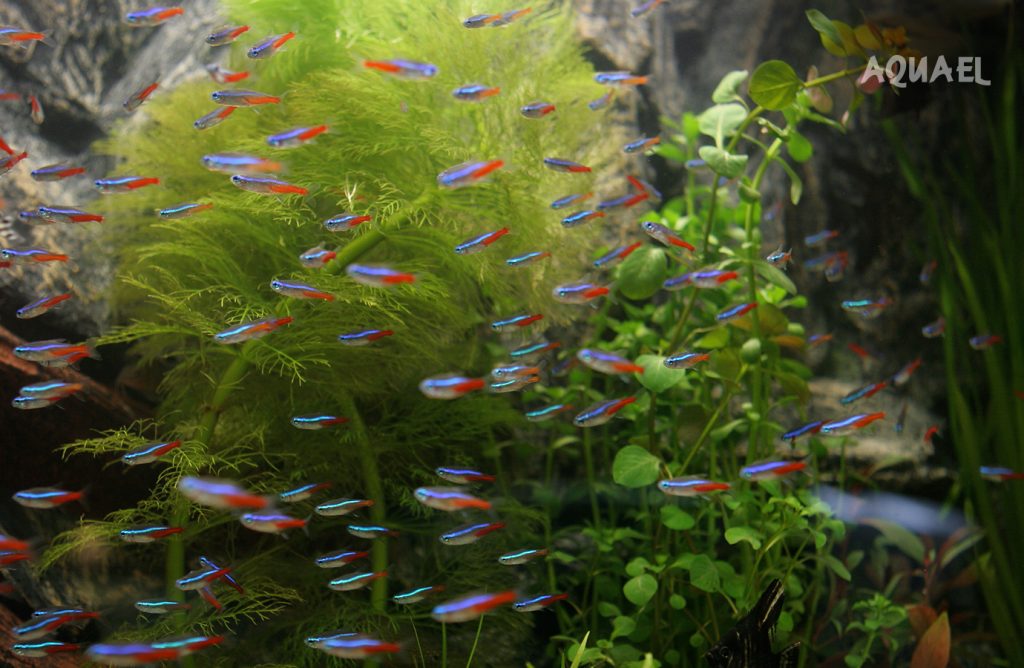 Температура воды в аквариуме