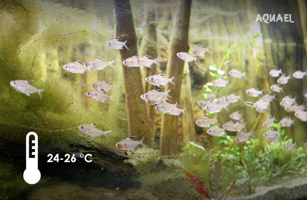 24 - 26 градусов рекомендованная температура