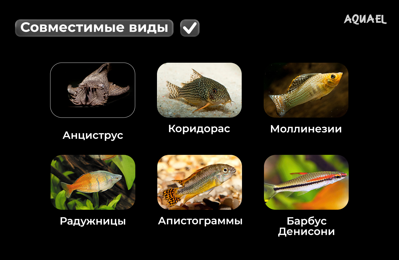 Рыбки совместимые с огненным барбусом