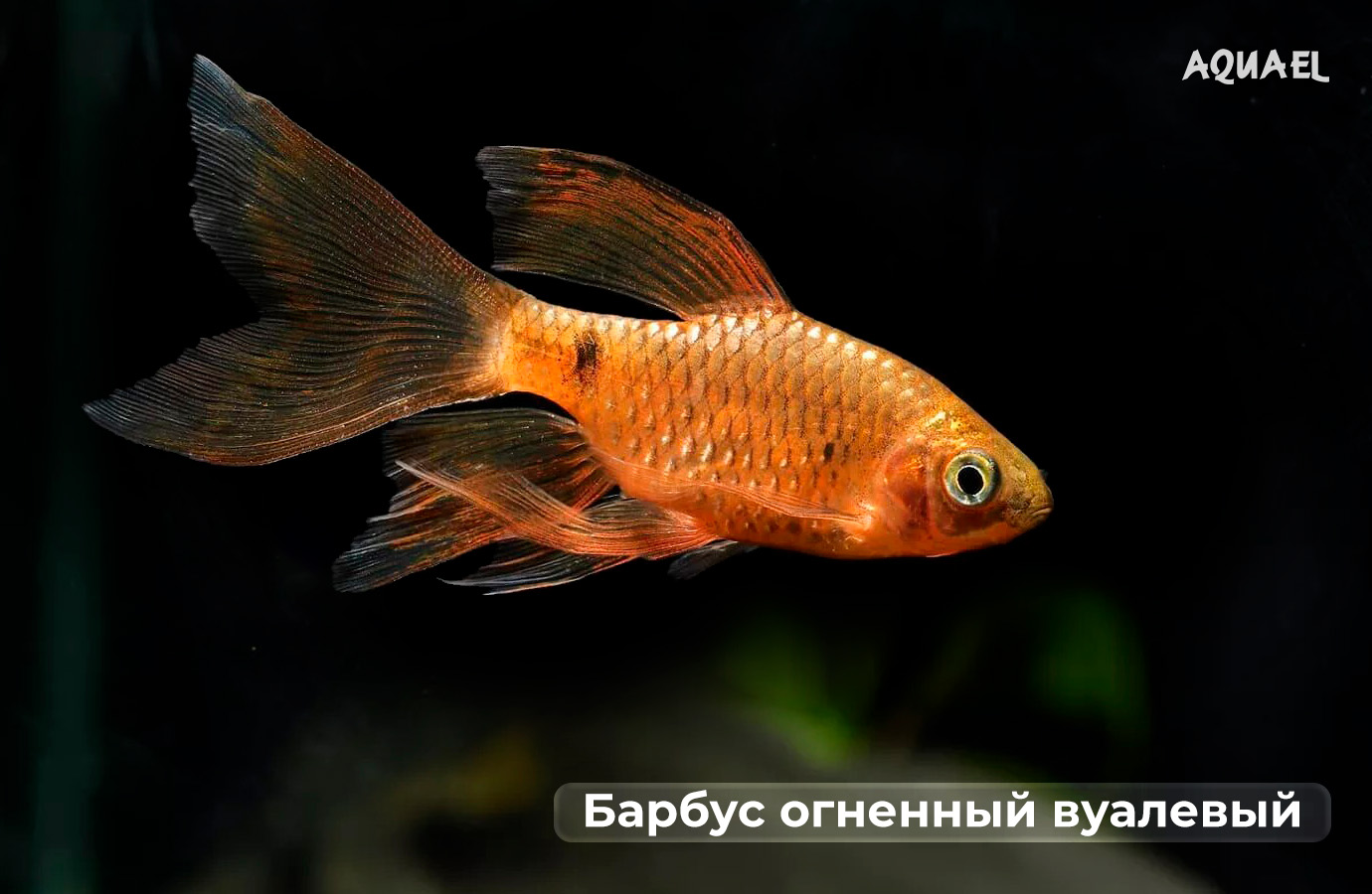 Барбус огненный вуалевый
