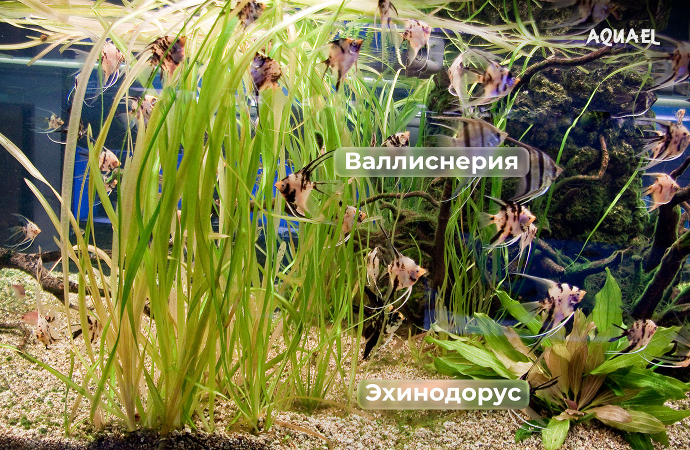 Распределение растений в воде
