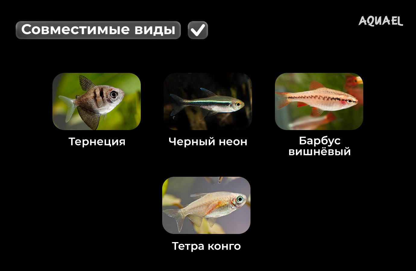 Совместимость барбуса Шуберта с другими рыбками 