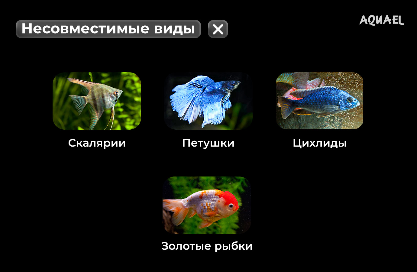 Несовместимые рыбки