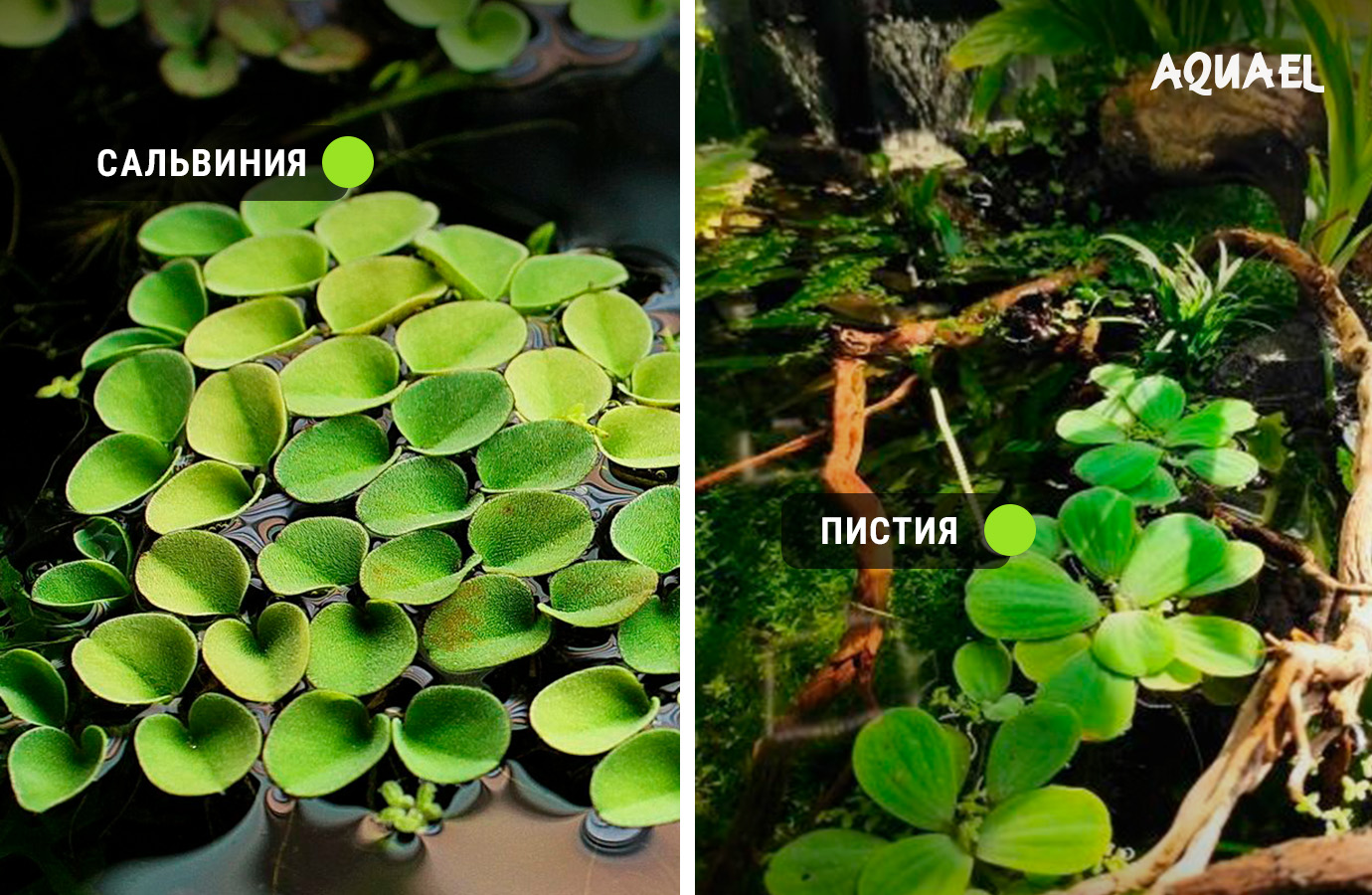 пистию, сальвинию, ряску