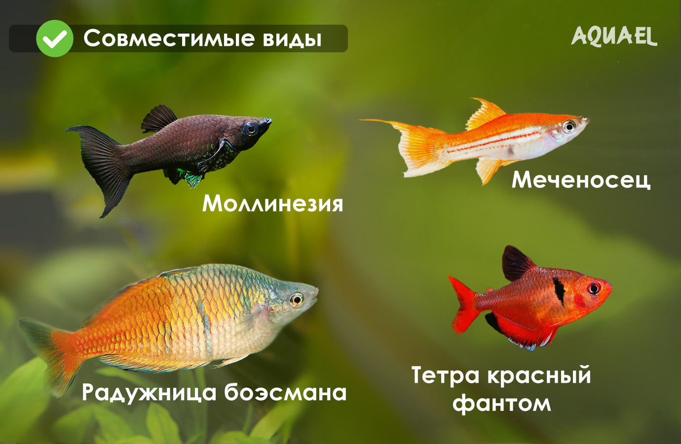 моллинезий, меченосцев, пецилий, радужниц, лабиринтовых, сомов и вьюновых