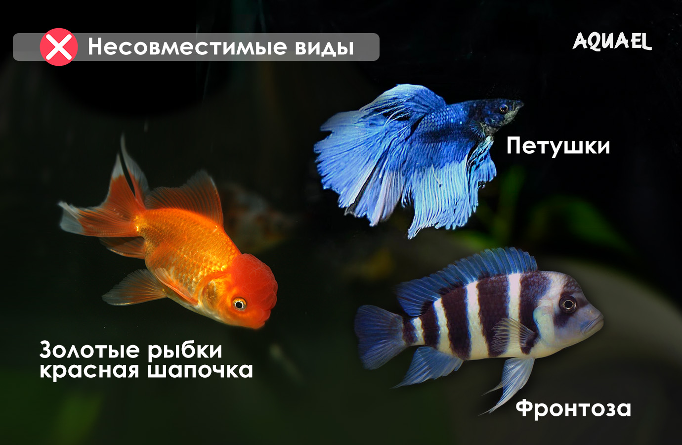 Барбусы не совместимы с вуалевыми формами плавников, золотыми рыбками, цихлидами Танганьика и Мбуна