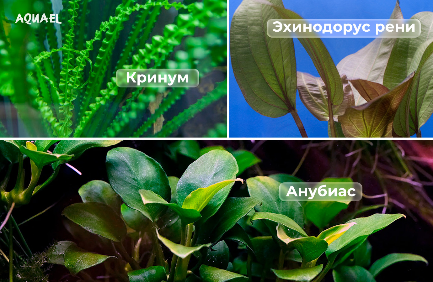 анубиас, кринум, эхинодорус