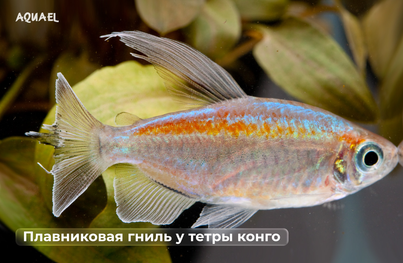 Плавниковая гниль у тетры конго